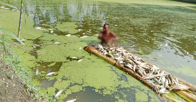 পুকুরের সব মাছ মেরে ফেলেছে প্রতিপক্ষ, কান্না থামছে না মাছ চাষির