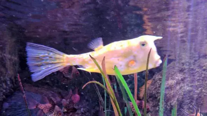 fish