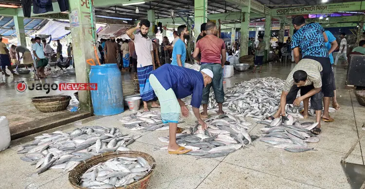মাছের সংকট কাটছে, প্রাণ ফিরছে উপকূলের জেলেদের