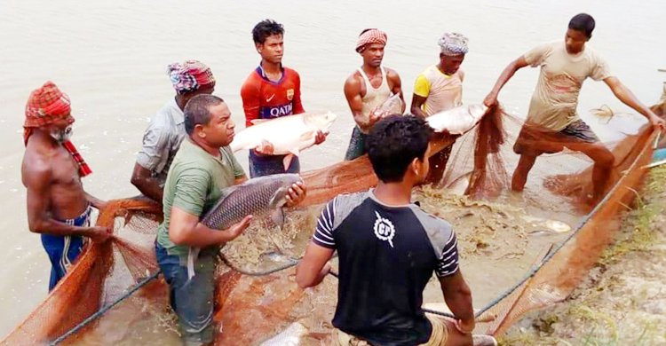 মাছ উৎপাদনে ‘মাইলফলক’ ছাড়ানোর পথে বাংলাদেশ
