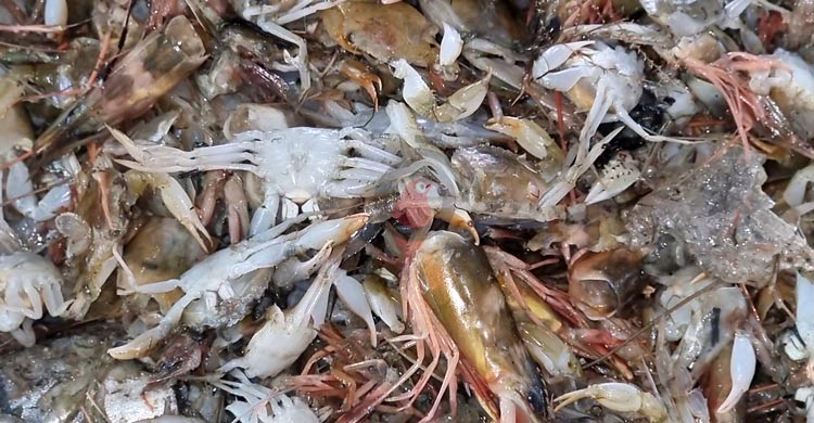 নিষিদ্ধ জালে হুমকিতে মৎস্য সম্পদ