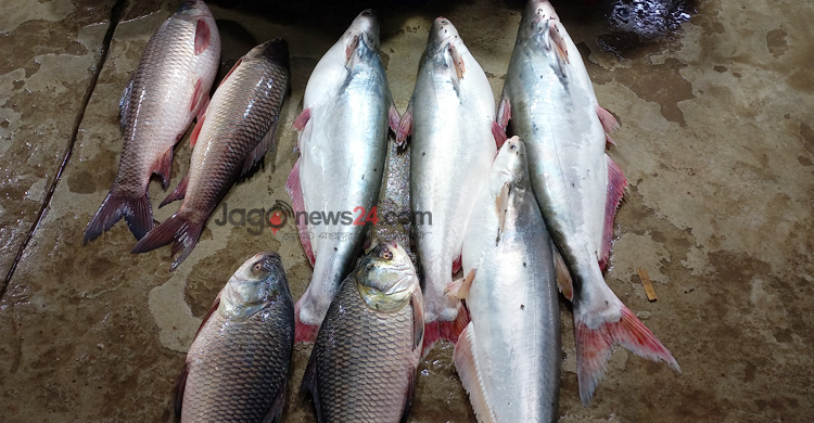 কম ধরা পড়ছে ইলিশ, সরবরাহ বেড়েছে অন্য মাছের