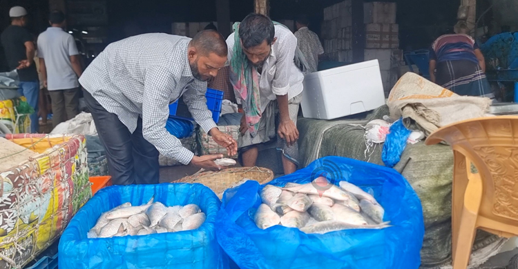 সরবরাহ বেড়েছে, দাম কমেছে ইলিশের