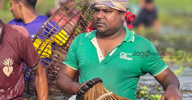 ‘পলো বাওয়া’ উৎসবে মাছ ধরার হিড়িক