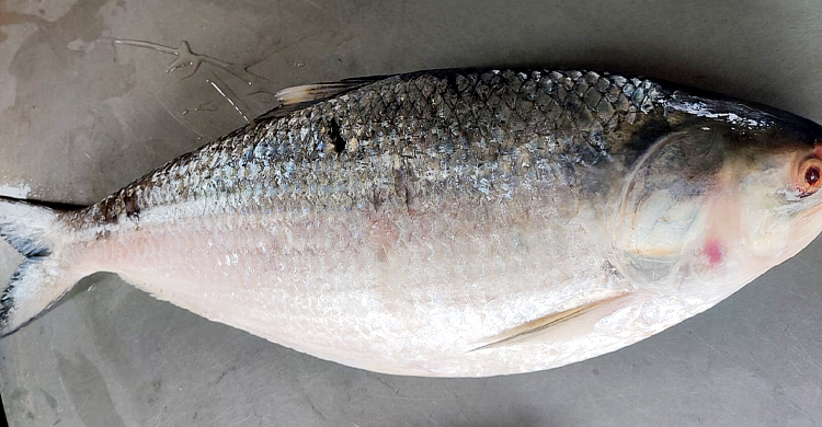 পদ্মার এক ইলিশ ৯ হাজারে বিক্রি