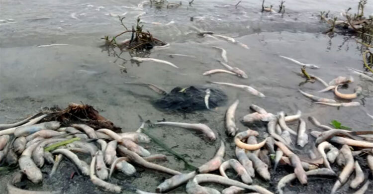 Toxic Meghna River trigger recurrence of mass fish deaths