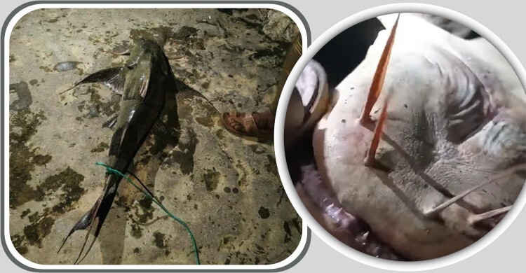 সাঙ্গু নদীতে ধরা পড়লো ১৫ কেজির বাঘা আইড়