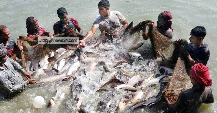 মাছ উৎপাদনে ‘মাইলফলক’ ছাড়ানোর পথে বাংলাদেশ