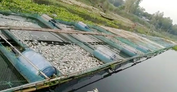 হিটস্ট্রোকে মারা গেলো ১৭ চাষির মাছ, ক্ষতি আড়াই কোটি টাকা