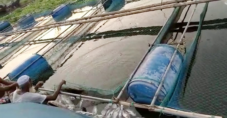 হিটস্ট্রোকে মারা গেলো ১৭ চাষির মাছ, ক্ষতি আড়াই কোটি টাকা