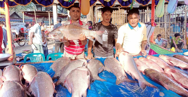 নবান্ন উৎসবে বগুড়ায় জমে ওঠে মাছের মেলা