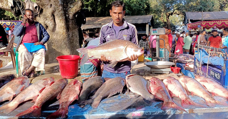 নবান্ন উৎসবে বগুড়ায় জমে ওঠে মাছের মেলা