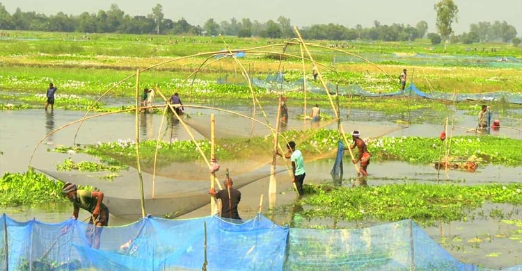 বুড়ি বাঁধে মাছ ধরার উৎসবে হাজারো মানুষ