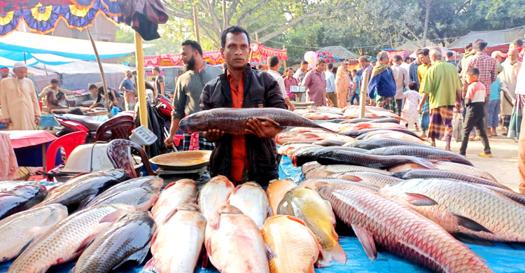 নবান্ন উৎসবে বগুড়ায় জমে ওঠে মাছের মেলা