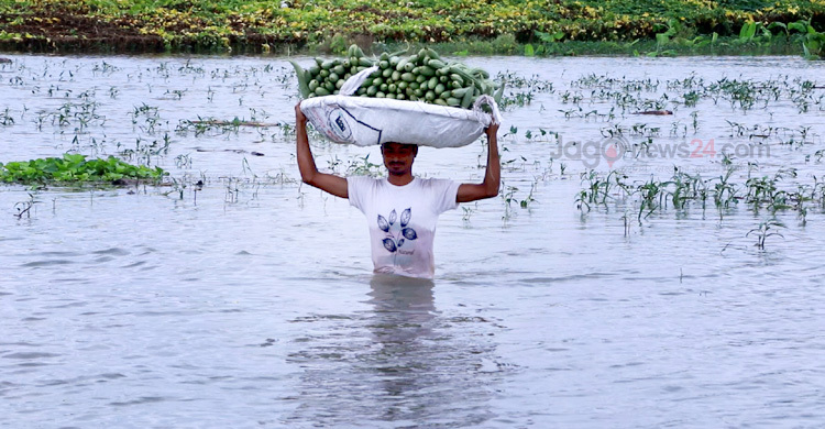 বন্যার পানিতে ডুবেছে দেড় হাজার বিঘার সবজিক্ষেত
