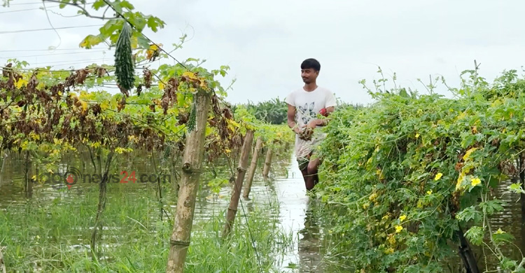 বন্যার পানিতে ডুবেছে দেড় হাজার বিঘার সবজিক্ষেত