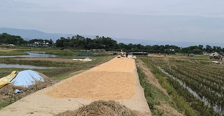 সুনামগঞ্জে রোদের দেখা মিললেও হাওরে কাটেনি বন্যার শঙ্কা