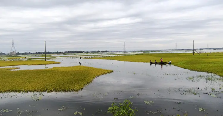 সুনামগঞ্জে রোদের দেখা মিললেও হাওরে কাটেনি বন্যার শঙ্কা