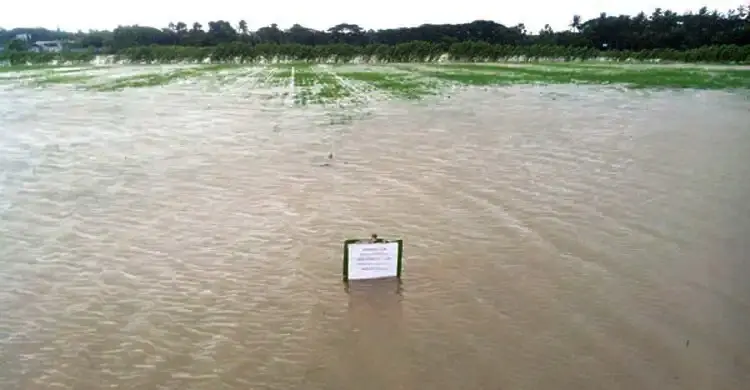 বন্যা থেকে ফসল রক্ষায় কৃষকের করণীয়