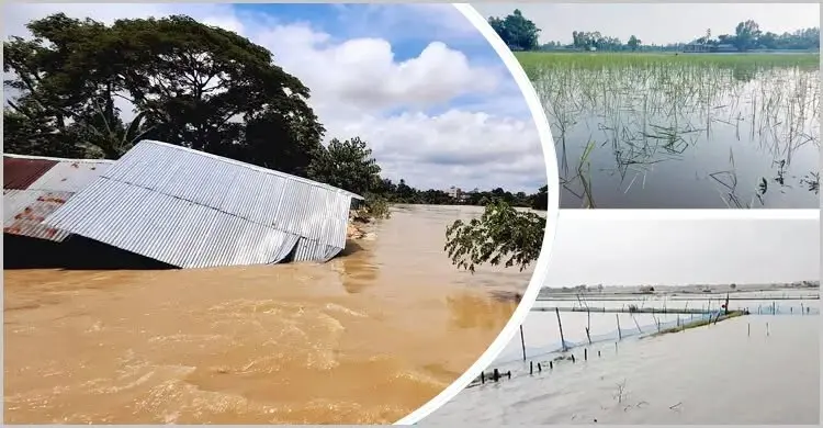 বন্যায় ক্ষতিগ্রস্ত ৪৩ জেলা, ডুবেছে ১ লাখ ১৪ হাজার হেক্টরের ফসল