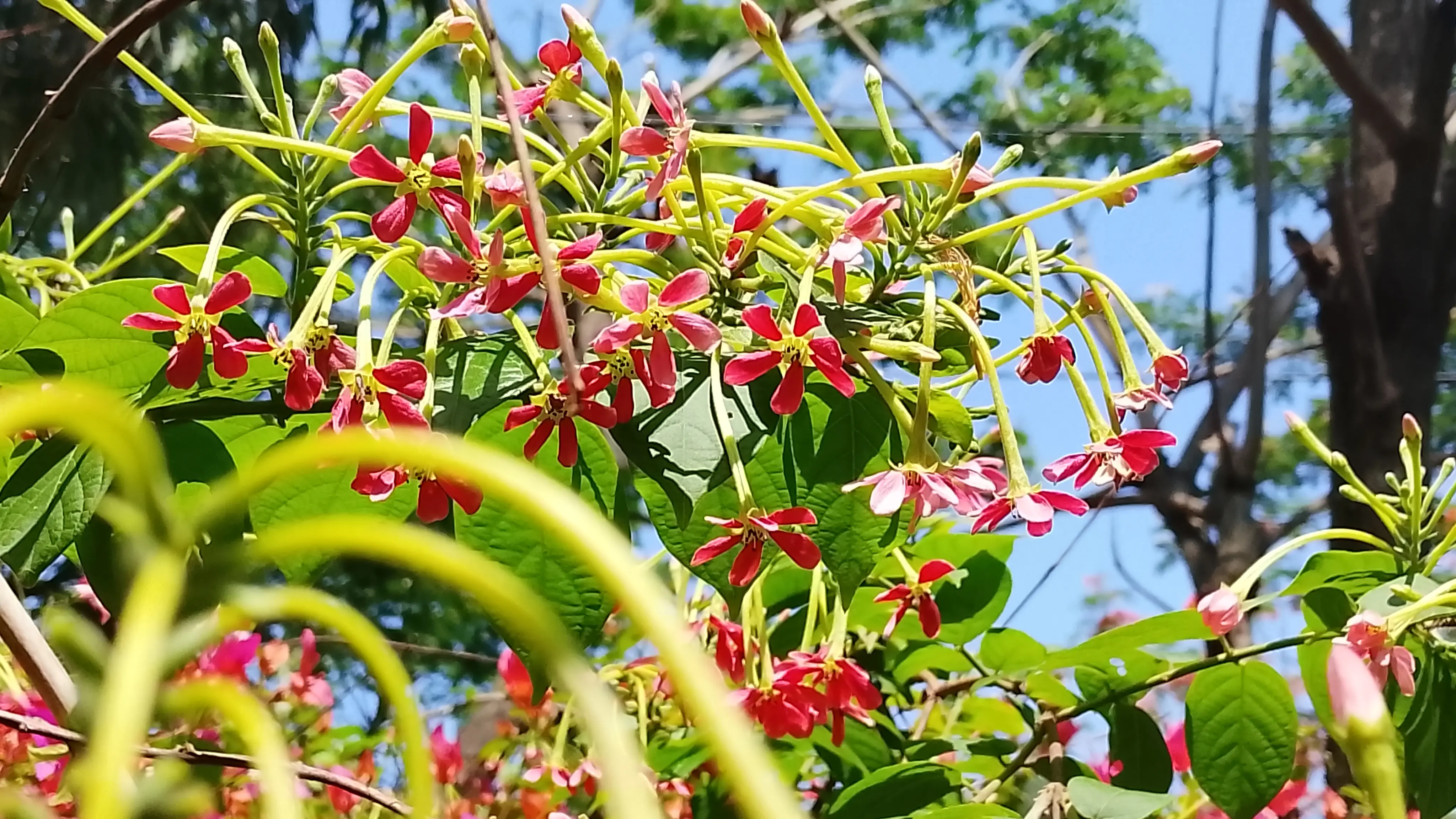 flower