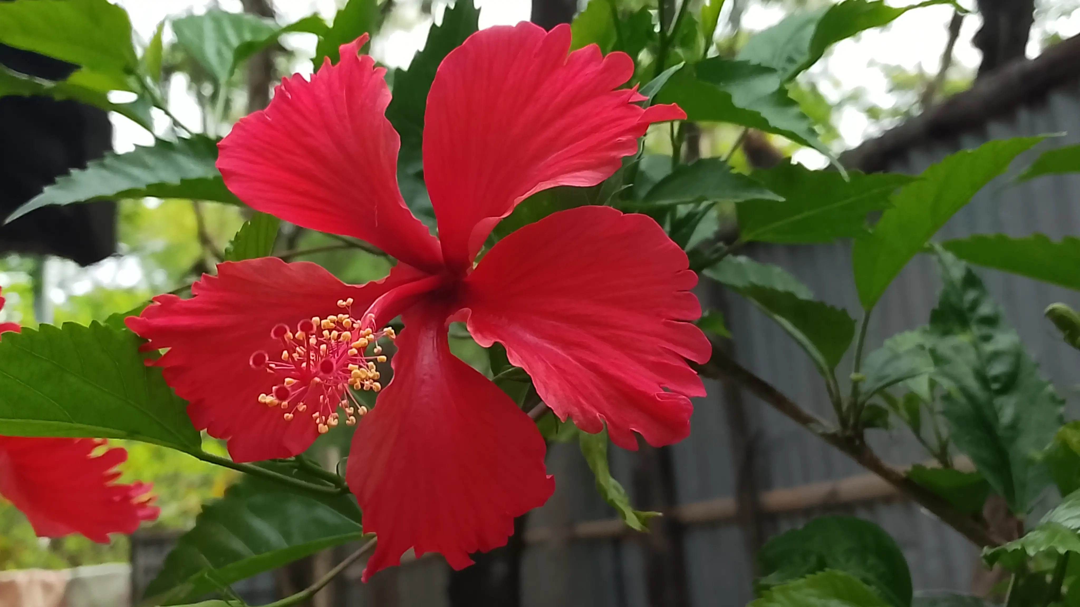 flower