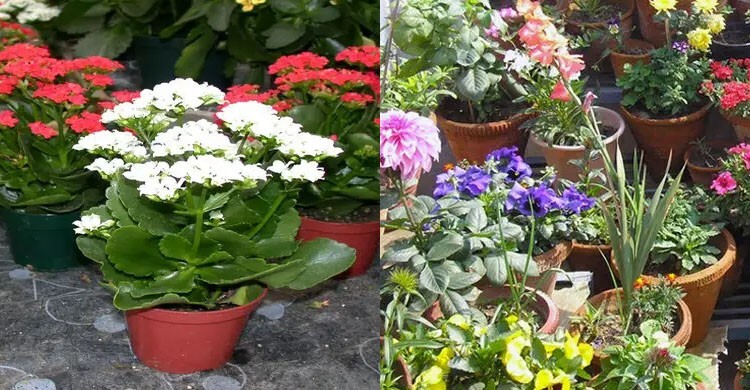 টবে ফুল গাছ রোপণের নিয়ম