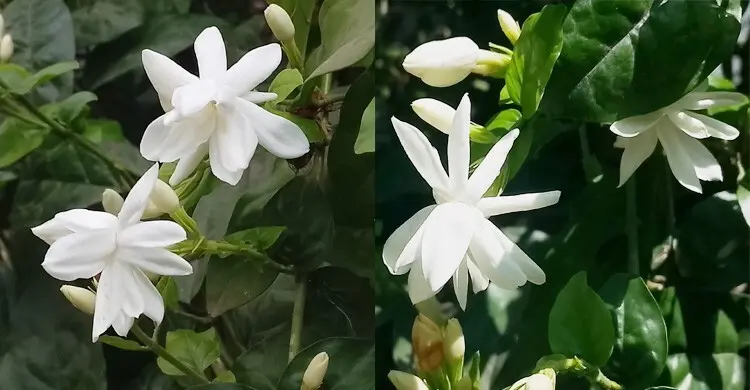 আঙিনায় বেলি ফুলের সৌরভে মোহিত হৃদয়