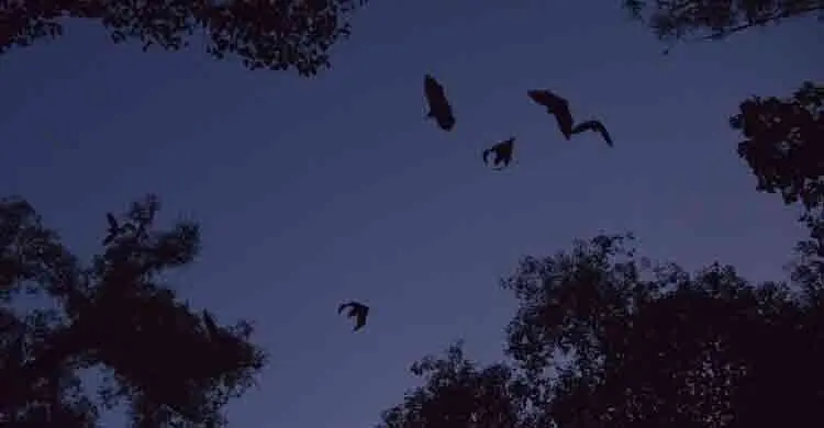 শরীরে বাদুড় বসার পর জলাতঙ্কে মারা গেলো ১১ বছরের শিশু
