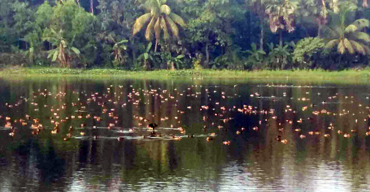 পরিযায়ী পাখির কলকাকলিতে মুখরিত আলমপুর
