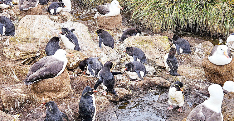 ফকল্যান্ড দ্বীপপুঞ্জের বিস্ময়কর ভ্রমণ