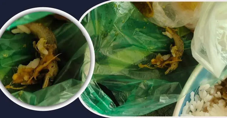 ক্যাফেটেরিয়ার খাবারে মিললো টিকটিকি