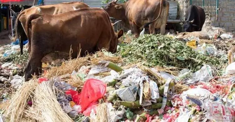 মাঝারি ক্ষুধার দেশেও খাদ্যের অপচয়