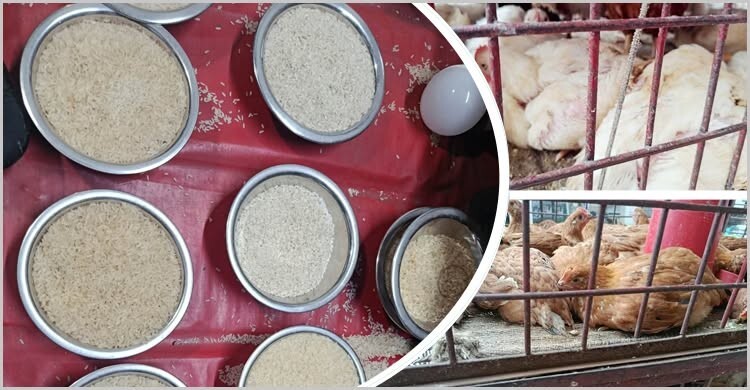 বেড়েছে চালের দাম, কমেছে ডিম ও মুরগির
