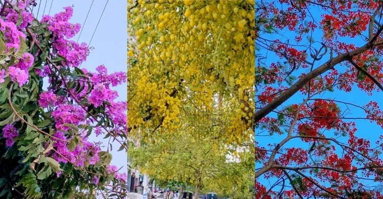 রাজশাহীর সড়কে দেখবেন বাহারি ফুলে রঙের উৎসব