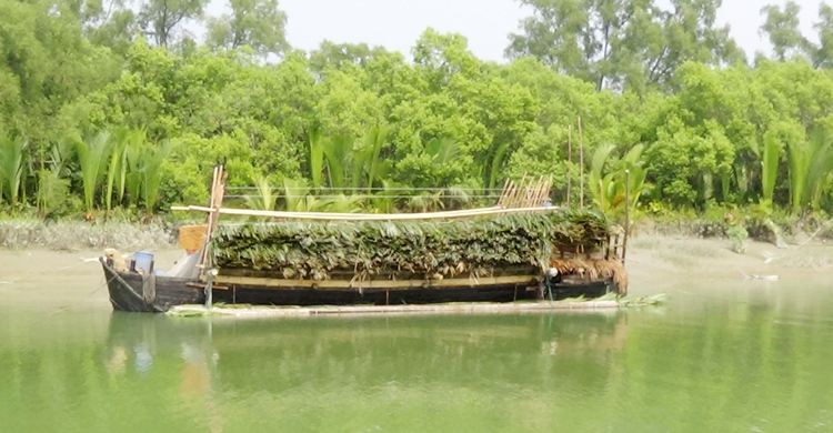 সুন্দরবনে গোলপাতা আহরণ মৌসুম শুরু