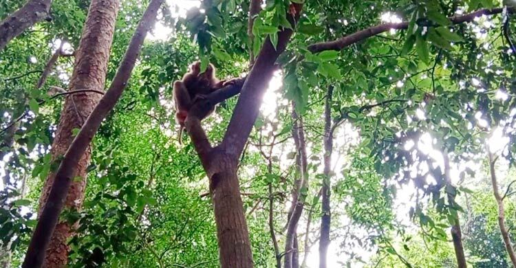 লাউয়াছড়া জাতীয় উদ্যানে প্রাণীদের অবাধ বিচরণ কমে গেছে, কারণ কী?