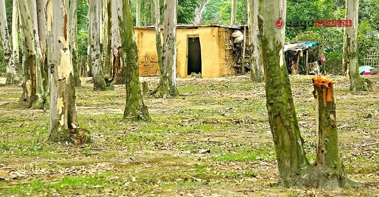 সরকারি বনে দখলের থাবা