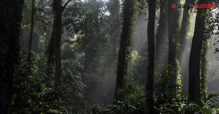 সংকটে লাউয়াছড়া জাতীয় উদ্যান, নিষ্ক্রিয় বন বিভাগ