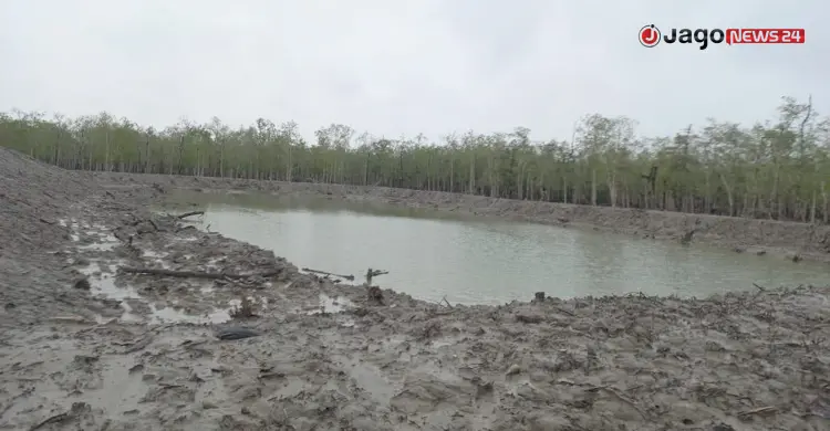 বাঘ বাঁচাতে সুন্দরবনে বিশেষ টিলা