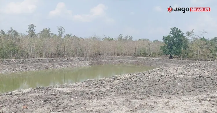বাঘ বাঁচাতে সুন্দরবনে বিশেষ টিলা