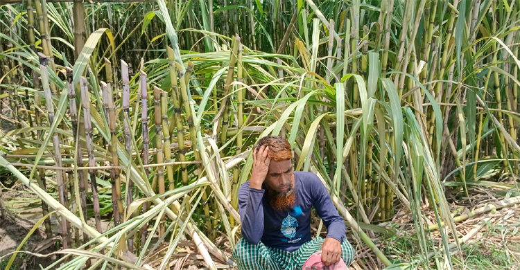 কৃষক জাহাঙ্গীরের ফসল হলেই নষ্ট করে দুর্বৃত্তরা