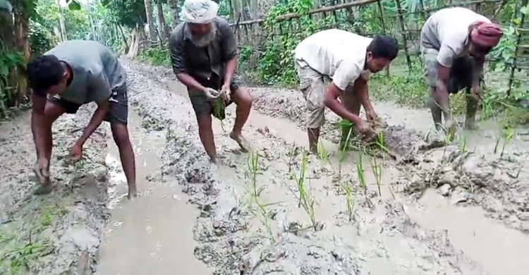 রাস্তায় হাঁটু পর্যন্ত কাদা, ধানের চারা রোপণ করে প্রতিবাদ