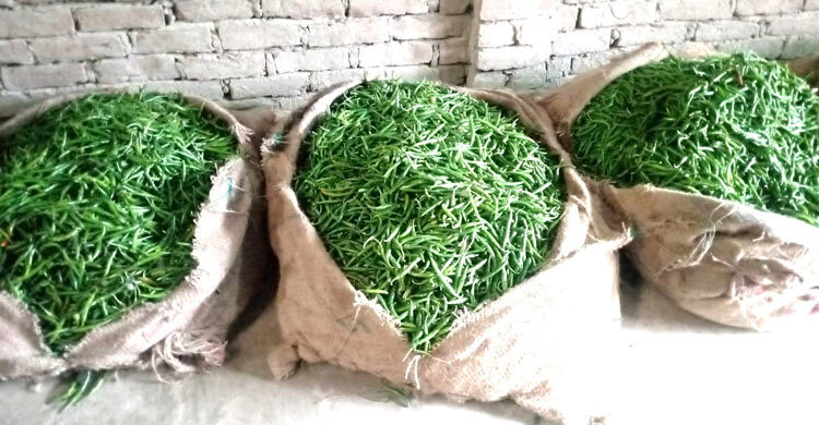 মধুখালী মরিচ বাজারে কাঁচামরিচের মণ ১১ হাজার টাকা