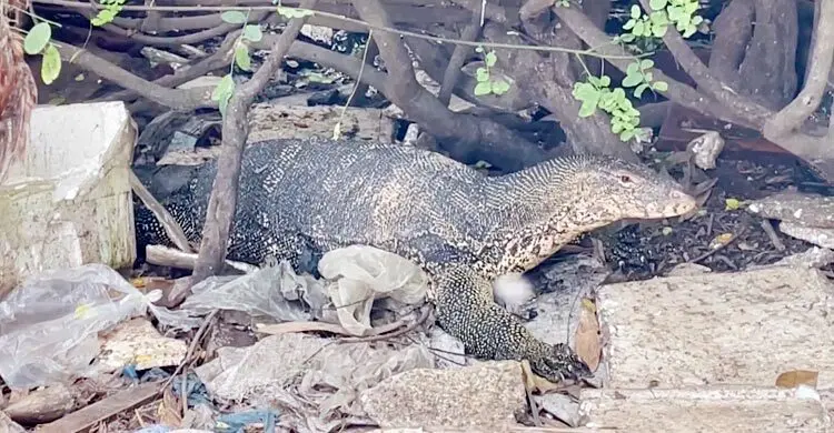 বাজারে ঘুরছে অর্ধশত গুইসাপ, হয়েছে মানুষের সঙ্গে বন্ধুত্ব