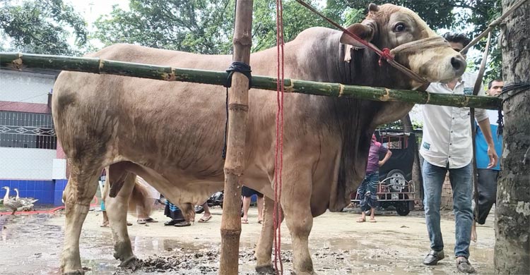 ফরিদপুরের যুবক মো. আবুল খায়ের। সম্পূর্ণ ঘরোয়া পদ্ধতিতে গরু লালনপালন করে রীতিমতো তাক লাগিয়ে দিয়েছেন