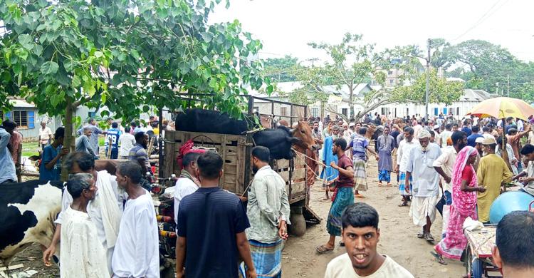 কোরবানির পশু বহনে কদর বেড়েছে পিকআপ-মিনিট্রাকের