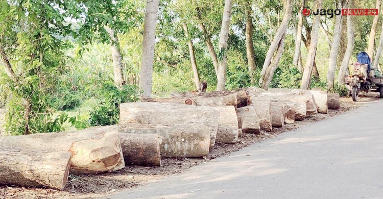 খাল খননের সুযোগে চলছে গাছ কাটার মহোৎসব