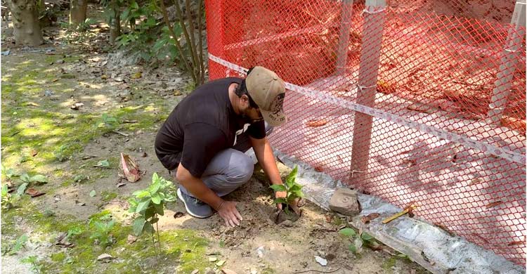 কবরের ফুলগাছ চুরি, প্রতিশোধ না নিয়ে গ্রামজুড়ে দেড় হাজার গাছ রোপণ