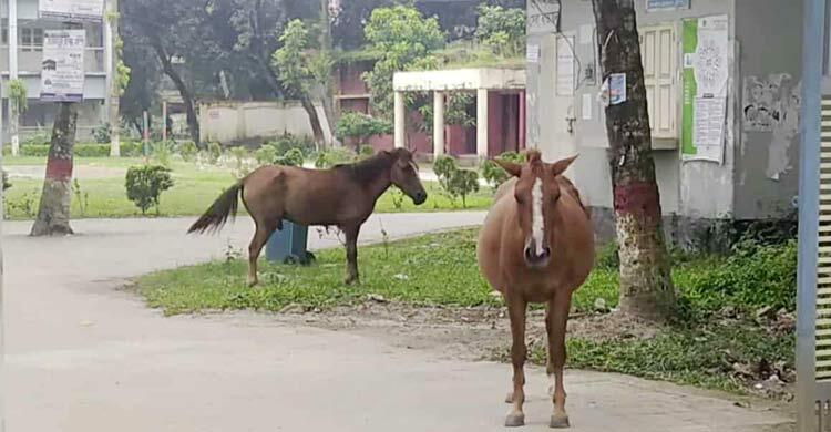 ফরিদপুরে পাগলা ঘোড়ার কামড়ে আহত ২০
